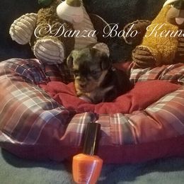 Yorkipoo and Yorkshire Terrier Puppies from Danza Bolo