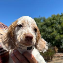 Cocker Spaniel and English Cocker Spaniel Puppies from CuttinBlue Farms