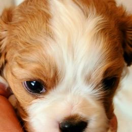 Cavalier King Charles Spaniels from Pepperhill Puppies