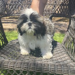 Shih Tzu Puppies from Willow Lane Shih Tzus