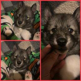 Black or agouti red female - Black female Siberian Husky puppy in Wheeling, West Virginia from Powells Huskies
