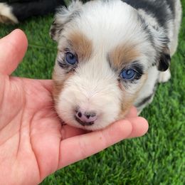 Girl 2 - Blue merle Miniature American Shepherd puppy in San Antonio, Texas from SJC Texas Aussies