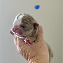Elwood - Lilac tri-color male Bulldog puppy in Hernando, Mississippi from Blues City Bulldogs