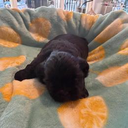 Bentley Jr - Black and white male Shih Tzu puppy in Kent, Washington from Exclusively Shih Tzu's LLC