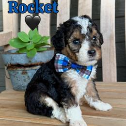 Rocket - Tri-color male Bernedoodle puppy in Runaway Bay, Texas from Green Ranch Doodles