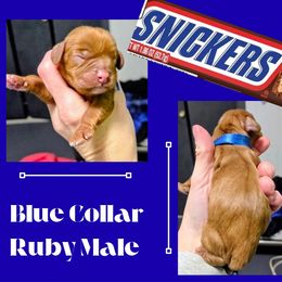 Snickers - Ruby male Cavalier King Charles Spaniel puppy in Willmar, Minnesota from Starlite Cavaliers