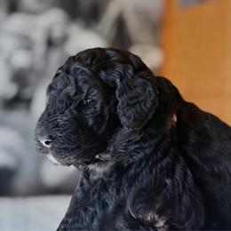 Onyx - Black male Goldendoodle puppy in Pine Grove, California from Lundee Doodles
