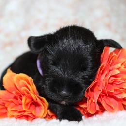 Miniature Schnauzer Puppies from Mystic Miniature Schnauzers