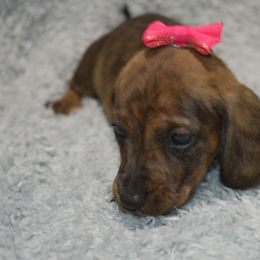 Fawn (1600) - Brindle female Dachshund puppy in Mansfield, Missouri from Owens Farm