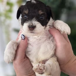 Casper - Brown and white male Bernedoodle puppy in Decatur, Tennessee from Diamond's Doodles
