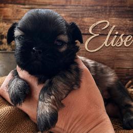 Elise - Red female Shih Tzu puppy in Kempner, Texas from Shih Tzu Reign