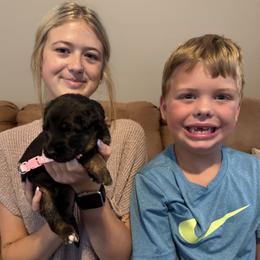 Pink - Black and red female German Shepherd puppy in Killen, Alabama from Southern Lakes German Shepherds