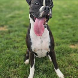 Laila - Boxer