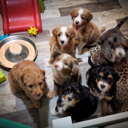 Assorted Doodle Crosses Puppies from Do Wah Diddy Doodles