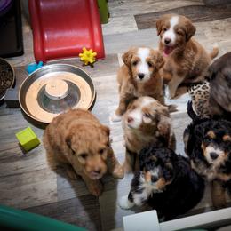 Assorted Doodle Crosses Puppies from Do Wah Diddy Doodles