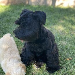Miniature Schnauzers from Winston Loves Shelby