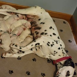 Dalmatian Puppies from Rock Creek Dalmatians