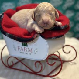 Boy 2 - male Goldendoodle puppy in Westminster, South Carolina from Goldendoodlepuppiessc