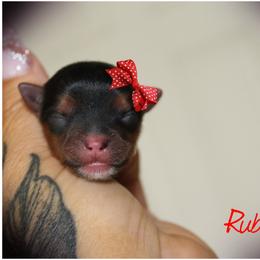 Ruby - Black and gold female Yorkshire Terrier puppy in Warren, Michigan from Danielle's Yorkie Babies