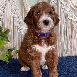 Kimber - Apricot female Goldendoodle puppy in Jonesboro, Arkansas from Honeysuckle Creek Goldendoodles