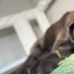 Great Danes from Dream Danes House of Cambridge Great Danes