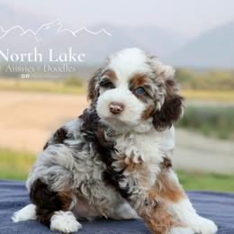Stetson - Brown merle male Aussiedoodle puppy in Hamilton, Montana from North Lake Aussies