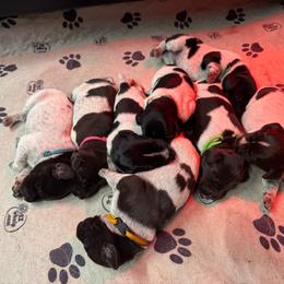 Girl 4 - Liver and white female German Wirehaired Pointer puppy in Cornish, New Hampshire from Granite State Gun Dogs