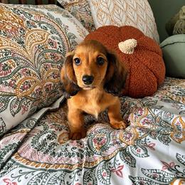 Aladdin - Red male Dachshund puppy in Virginia from Pretty Paws