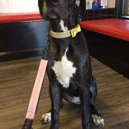 Great Dane Puppies from Dynamic Danes