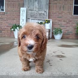 Archie - Apricot male Goldendoodle puppy in Fredericksburg, Ohio from Timshell Farm: Specialty Crossbreed Puppies