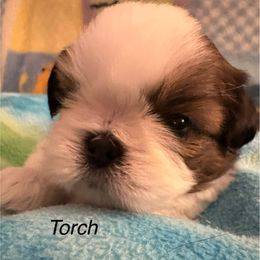 Boy 1 Torch - Gold and white male Shih Tzu puppy in Madras, Oregon from Maridee’s ShihTzu