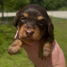 Sally (Silky Wire Hair) - Chocolate and tan female Dachshund puppy in Homestead, Florida from Florida Mini Dachshunds