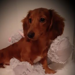 Cleo - Dachshund
