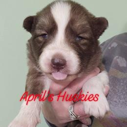 Boy 2 - Red and white male Siberian Husky puppy in Terre Haute, Indiana from April's Huskies