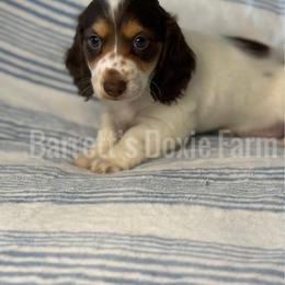 Bashful AKC - Piebald female Dachshund puppy in Oklahoma City, Oklahoma from Barrett’s Doxie Farm