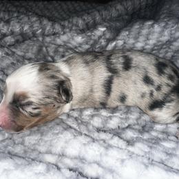 Iris - Blue merle female Miniature Australian Shepherd puppy in Mill Spring, North Carolina from Adair's Australian Shepherds