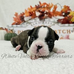 Raven - Black brindle and white male Boston Terrier puppy in Mulberry, Arkansas from White Valley Boston Terriers