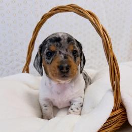 Black and tan dapple piebald 2 - Dapple female Dachshund puppy in Red Bluff, California from Wildflower Weenies
