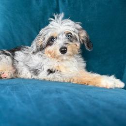 Guardian Puppy, read description - Blue merle female Aussiedoodle puppy in Watertown, Wisconsin from Little Bear Paws Aussiedoodles