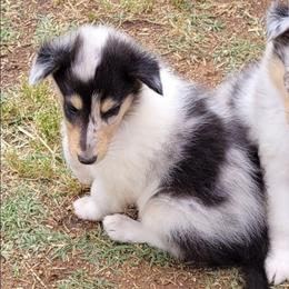 Checkers - Blue merle white and tan female Collie puppy in Newberry, South Carolina from Country Haven Collies