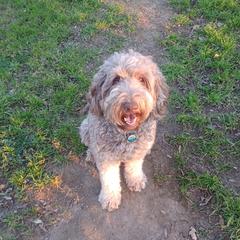 Amy - Goldendoodle