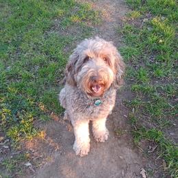 Amy - Goldendoodle