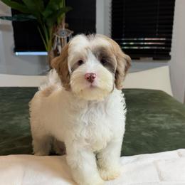 Ben - Brown and white male Cockapoo puppy in Queens, New York from The 2 Musketeers_Cockapoos