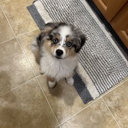 Miniature Australian Shepherd Puppies from Dusty Dogs Miniature Australian Shepherds