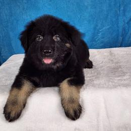 Black Collar - Black and tan male German Shepherd puppy in Louisville, Ohio from Crooked River German Shepherds