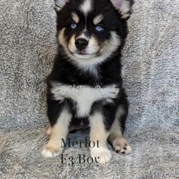 Pomsky Puppies from Chi-Town Pomsky