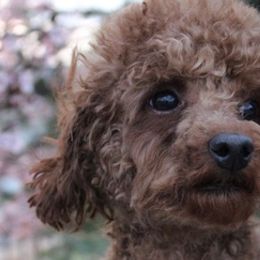 Poodles from Blue Heaven Poodles