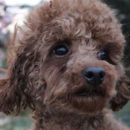 Poodles from Blue Heaven Poodles