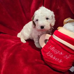 Snowball - White female Cavapoo puppy in Knoxville, Tennessee from Shannan's Cavapoos