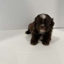 Shih Tzu Puppies from Moore Shih Tzus
